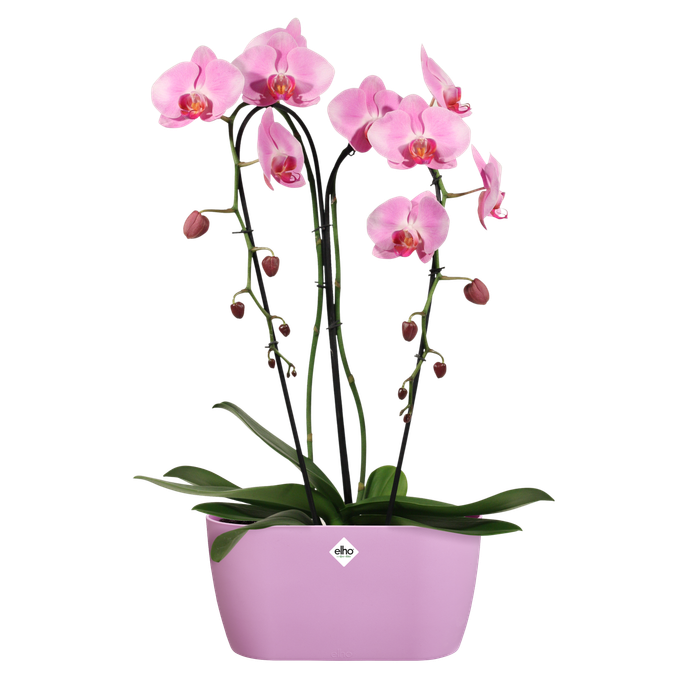 brussels orchidee duo 25cm levendig violet